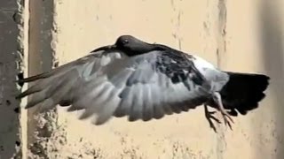 Ultra Slow Motion Bird