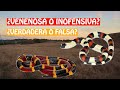 Mitos de la Gente: ¿Cómo diferenciar una serpiente Coral de una Falsa Coral? | Cnidaria Mx