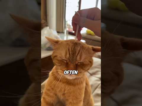 Why Orange Cats Are The BEST