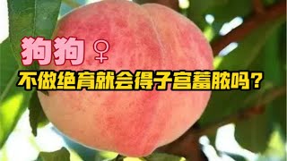 【子宫蓄脓】养母狗的心病д•´)!!什么原因会得子宫蓄脓要怎么预防