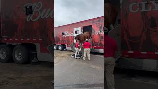 Unloading the Budweiser Clydesdales at the 2025 Tomah Tractor Pull!! #tomahtractorpull