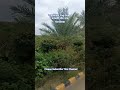 Patanjali ashram #shorts #youtubeshorts #viralshorts #trending #viral #explore #explorepage #reels
