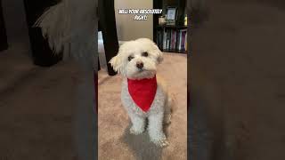 He gets whatever he wants! Maltipoo happy dog