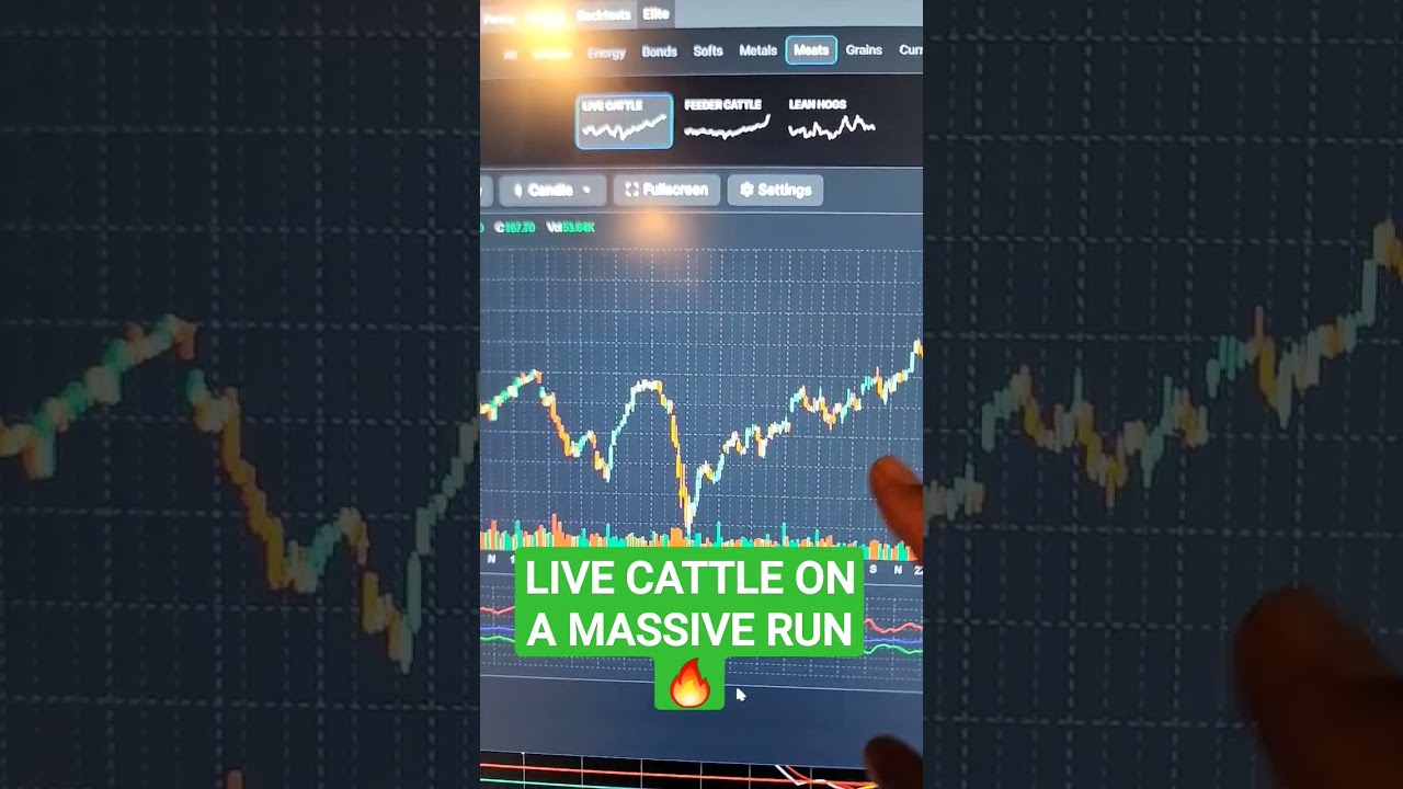 Live cattle on a massive run🔥