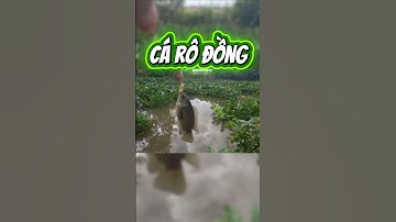 Câu cá rô đồng #fishing #caucathugian #thailefishing