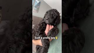 Ziggy is an adorable black Goldendoodle