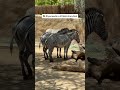 🎟️ How to Visit the LA Zoo for FREE! 🐘🌴
