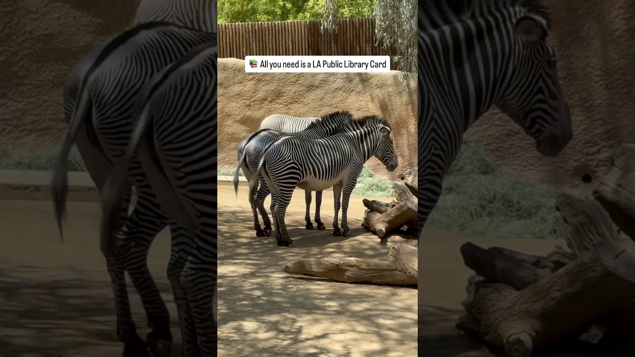 🎟️ How to Visit the LA Zoo for FREE! 🐘🌴