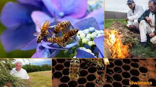 Summer Awesomeness in New Zealand Beekeeping - KM118