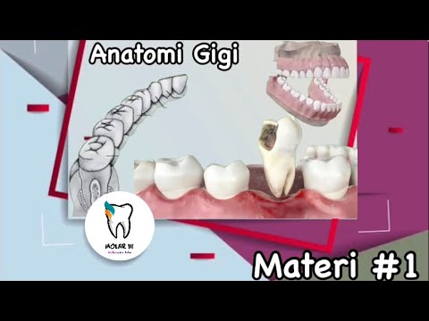 Anatomi gigi Materi#1