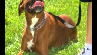 DAISY – TRIBUTE TO A BEST FRIEND – For Kevin, Kelly & Liam