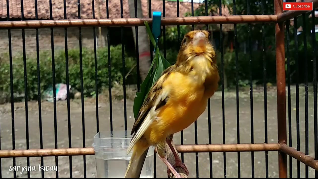 Tes Kenari Anda dengan ini | kenari fighter pasti nyaut 