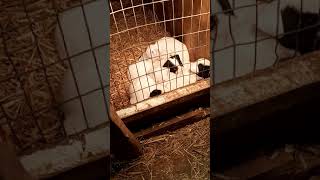 20210107 190603 First Born's litter 1-7-21
