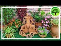 💚 DIY - Jardim em vasos de barro / Plantas de sombra