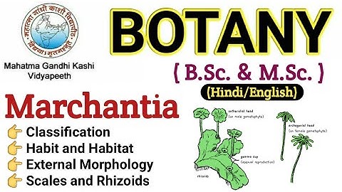 Marchantia / Morphology Of Marchantia / BSc 1st year Botany/Marchantia Thallus/  Marchantia in Hindi