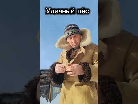 Уличный пес или домашний?