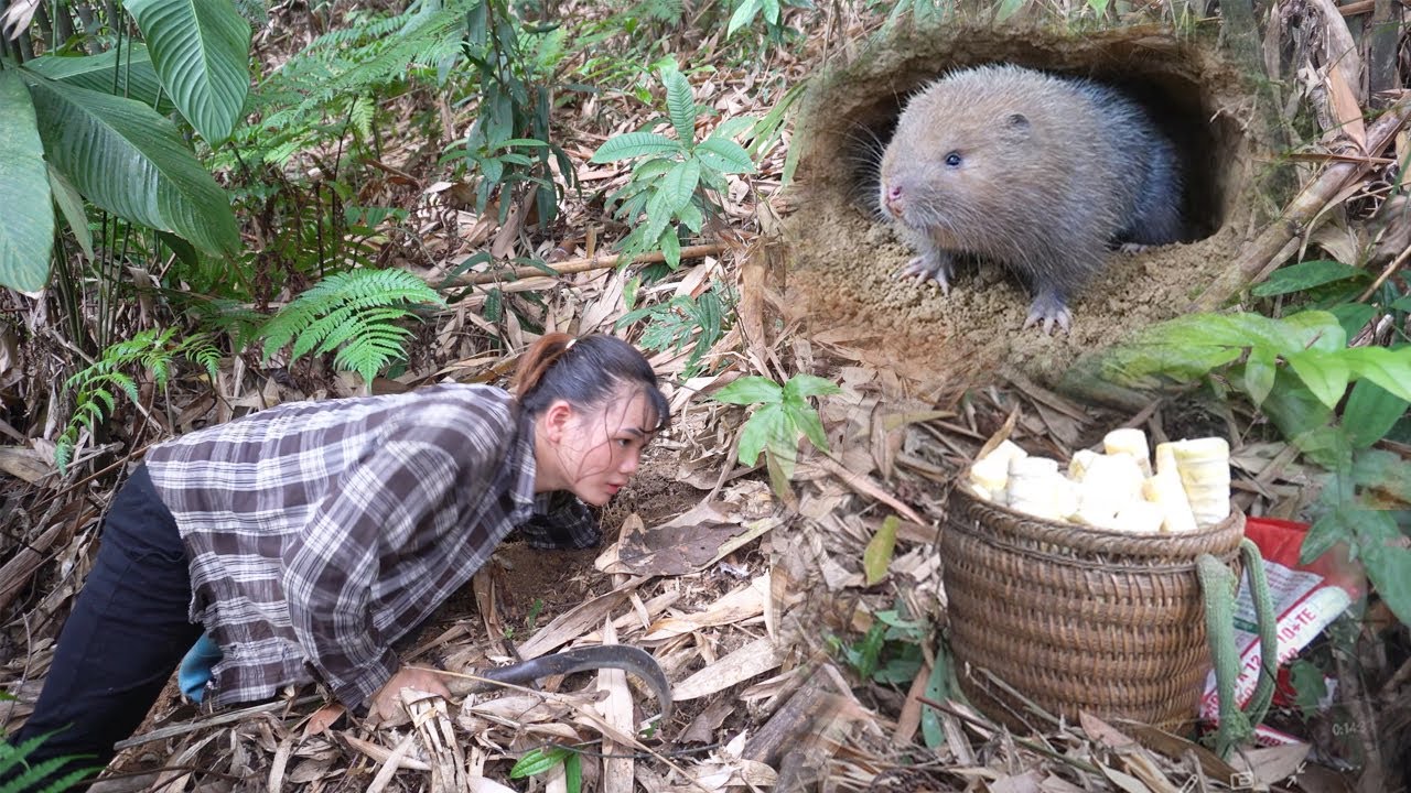Go to the forest to find bamboo shoots, Dig and catch wild rats to