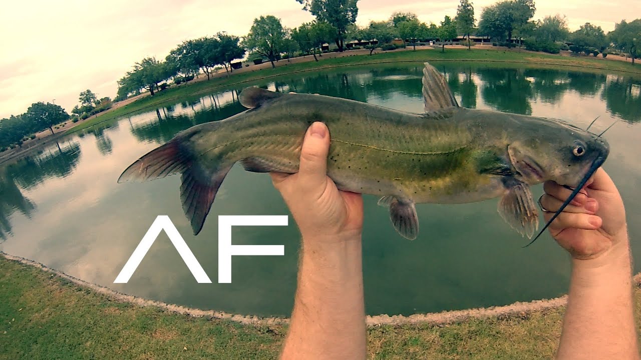 Arizona Fishing At ASU Research Park