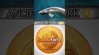 This Shark Has Existed Since Dinosaur Times 😳||#facts #shark #animalfacts #weirdfacts #shorts