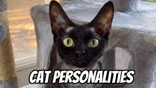 5 types of cat personalities shown with the Devon Rex #cat #cats #catlover #devonrex by Yoko Kat 186 views 10 months ago 1 minute, 4 seconds
