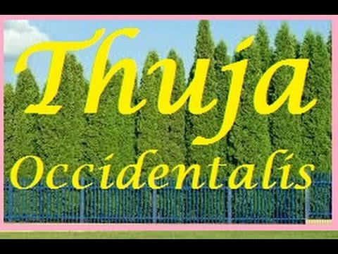 Thuja Occidentalis: Homeopathic Medicine –Best Tips For Practitioner