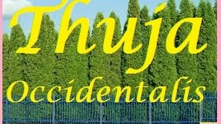 Thuja Occidentalis is a important remedy. Thuja Occidentalis is Hahnemann