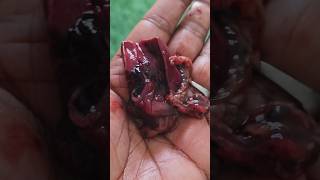 നട്ടർആശാൻ #nutter #NaturalFeeding#FishFood#LiveFood#HealthyFish#DailyFeeding#shorts