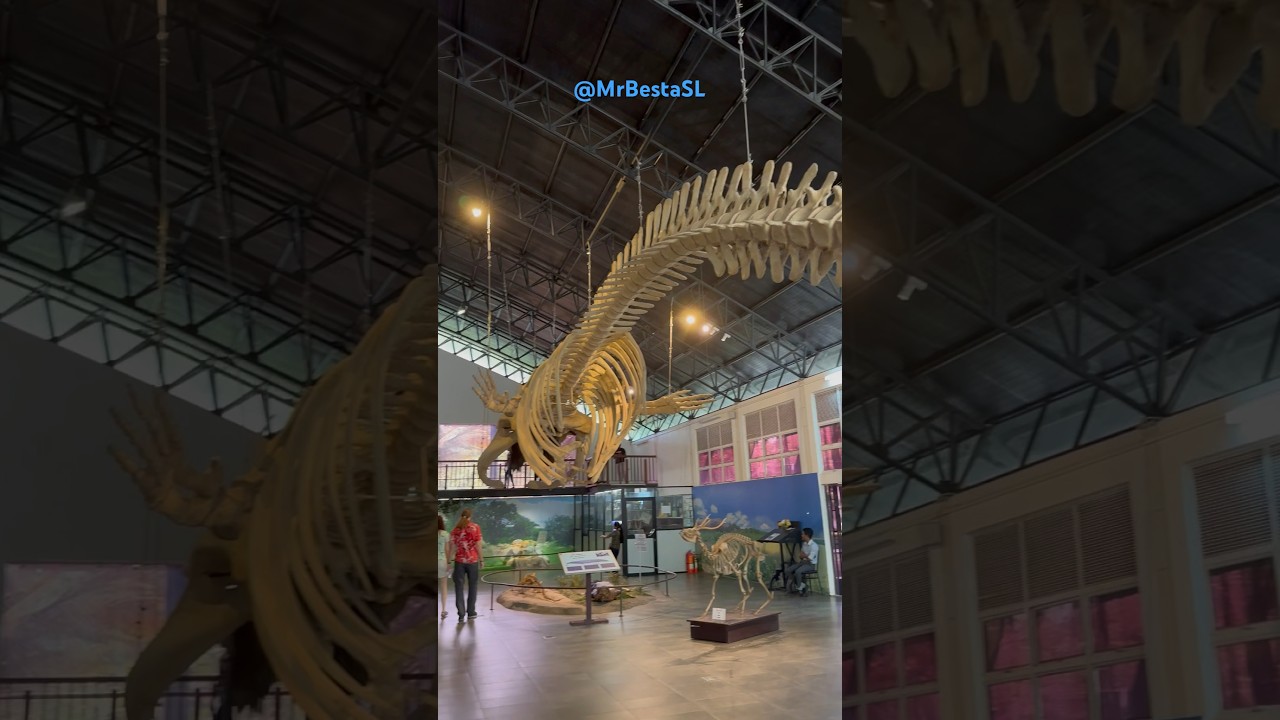 Most Amazing Whale Fossils 🐳 