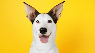 25 Most Intelligent Animals On Earth That Might Surprise You