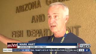 5 people attacked by bobcat in Arizona