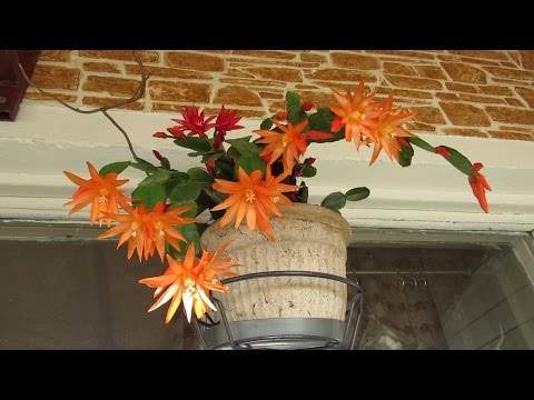 Video: Hatiora - Blomsteromsorg Hjemme + Bilde