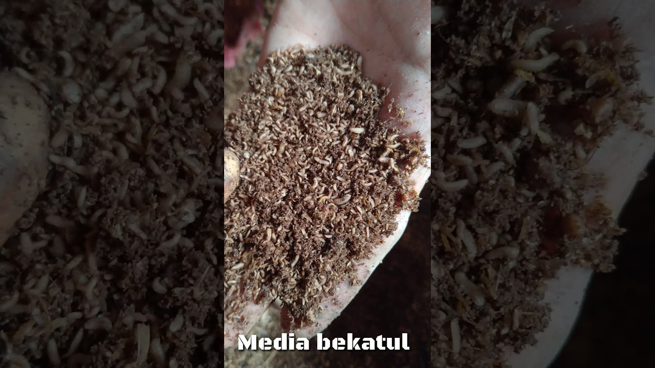 Budidaya Maggot 