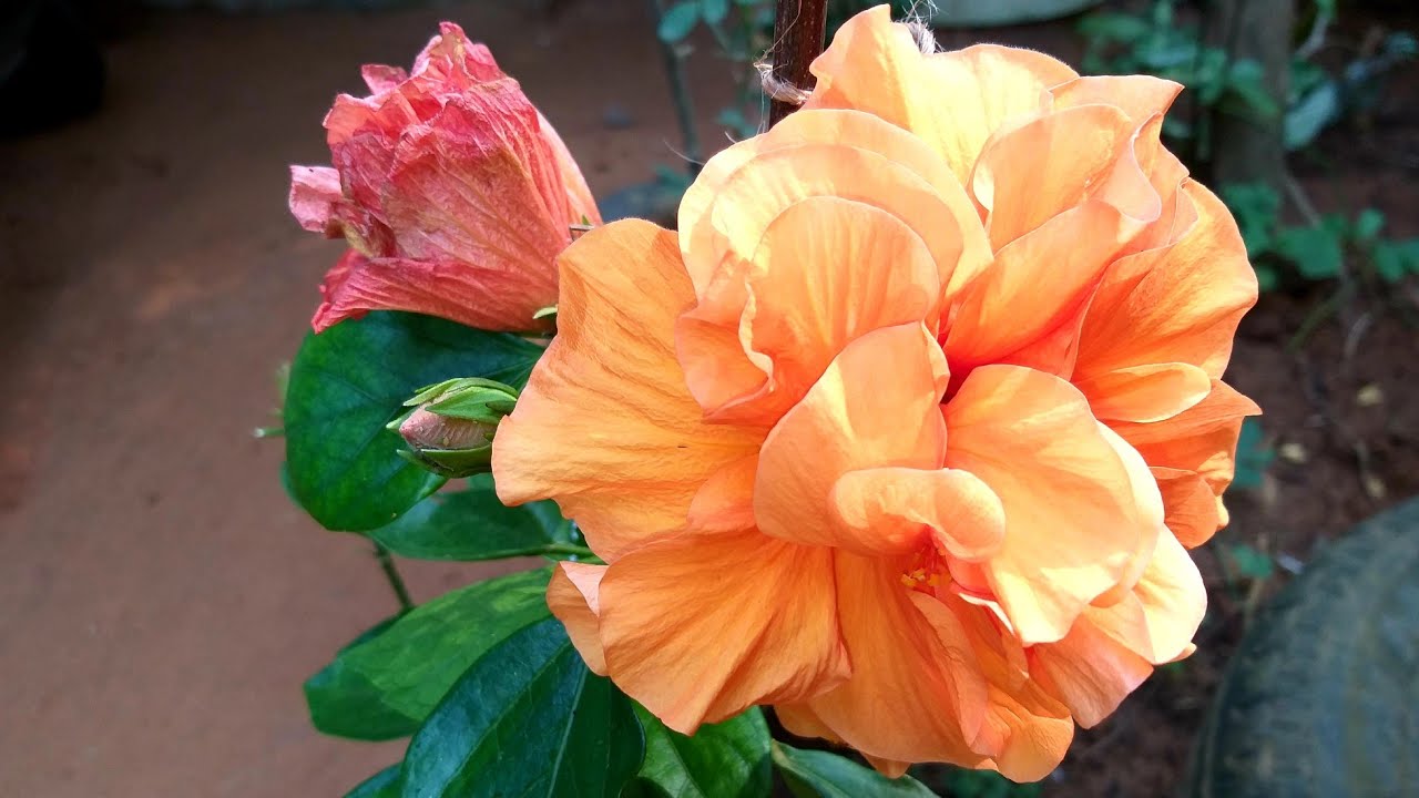 ചെമ്പരത്തി മൊട്ട് കൊഴിയുന്നുണ്ടോ? How to cure bud drop and yellowing in