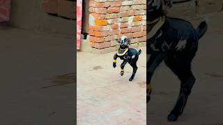 Heavy gold for my pets😂#ytshorts #petlover #bakraeid #youtubeshorts #funny #viral #qurbani #india