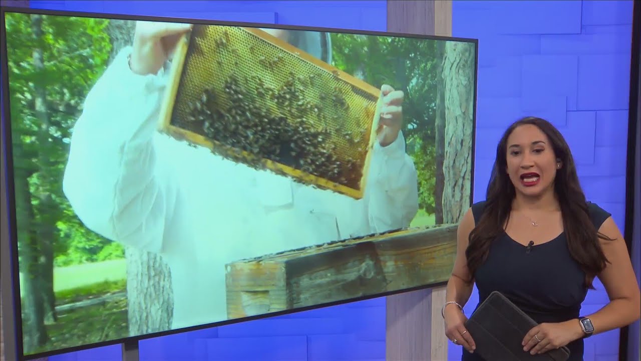 Honeybee Crisis: Louisiana beekeepers report historic colony losses