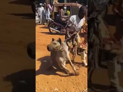 Man Walking Hyena In West Africa