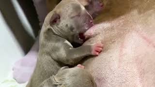 Life of Newborn Puppies – Cute, Soft, and Sleepy! 🐶💤 screenshot 2