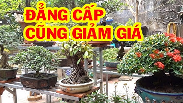 Cây đẳng cấp cũng giảm giá tới đáy, mai chiếu thủy, linh sam, si, tùng, bông trang - bonsai trees