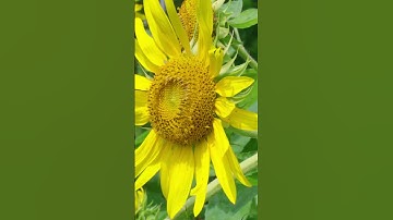 Nếu thanh xuân là một thước phim, thì khuôn viên MIT Uni. chính là khung hình đẹp nhất