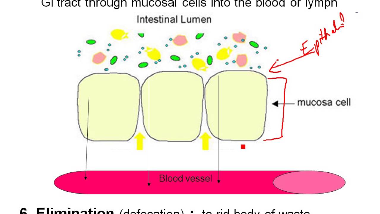 Chapter 23 Intro to Digestive System - YouTube