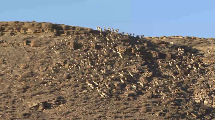 Hall Creek Hill Climb - Pronghorn