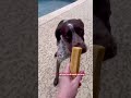 A long-lasting chew built to keep power chewers busy and satisfied #Ad