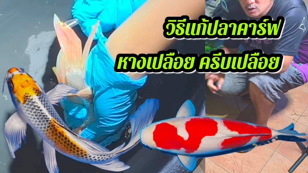 วิธีแก้ปลาคาร์ฟหางเปลือย เทคนิคทำให้ปลาเชื่อง #บ้านสวนวาสนาดี 