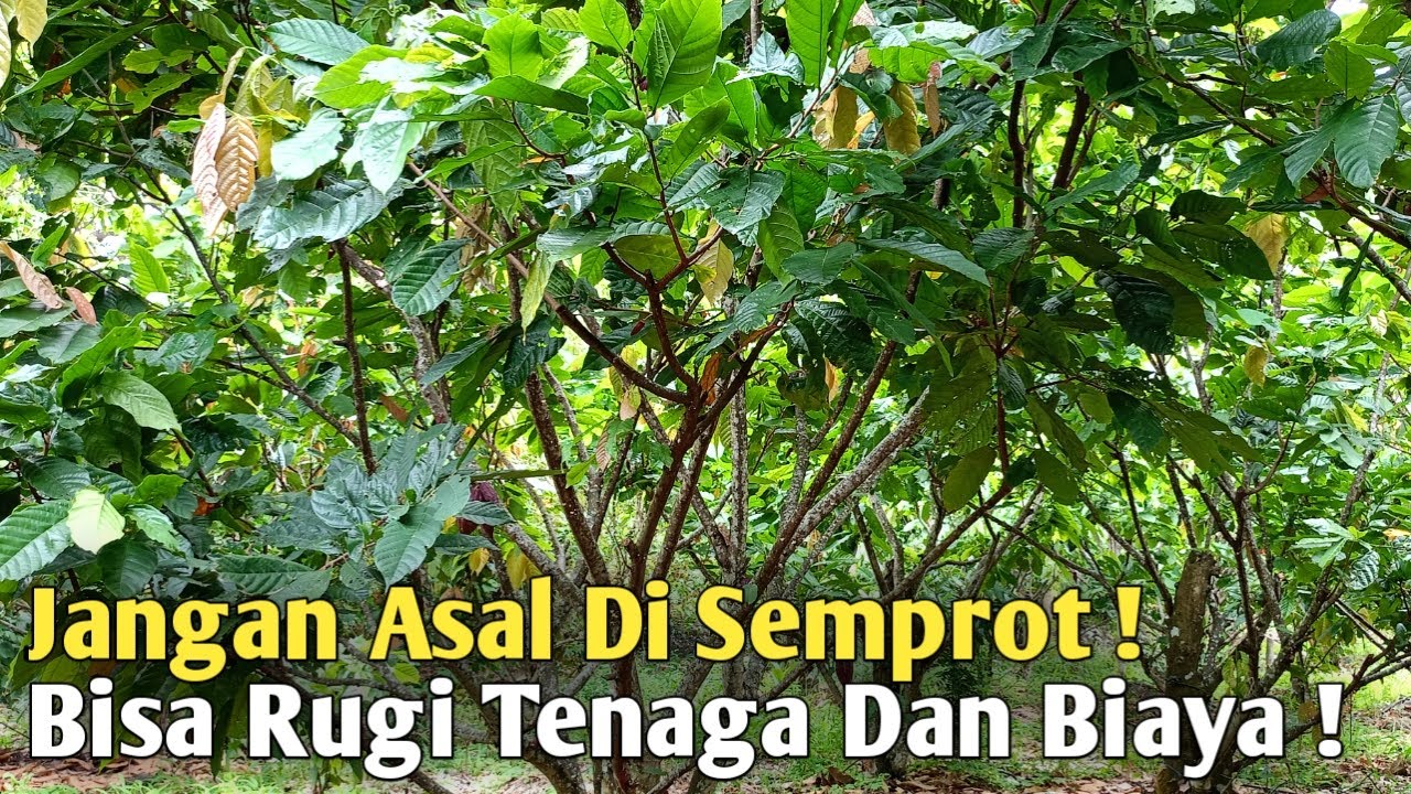 Begini Ciri-ciri Pohon Kakao Yang Bunganya Siap Di Semprot❗