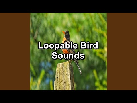 Forest Birdsong Sound