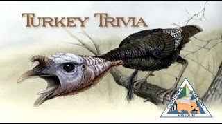 Talking Turkey Trivia