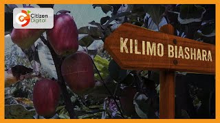 Mkulima wa matunda njia mbadala ya kukabili wadudu na ndege