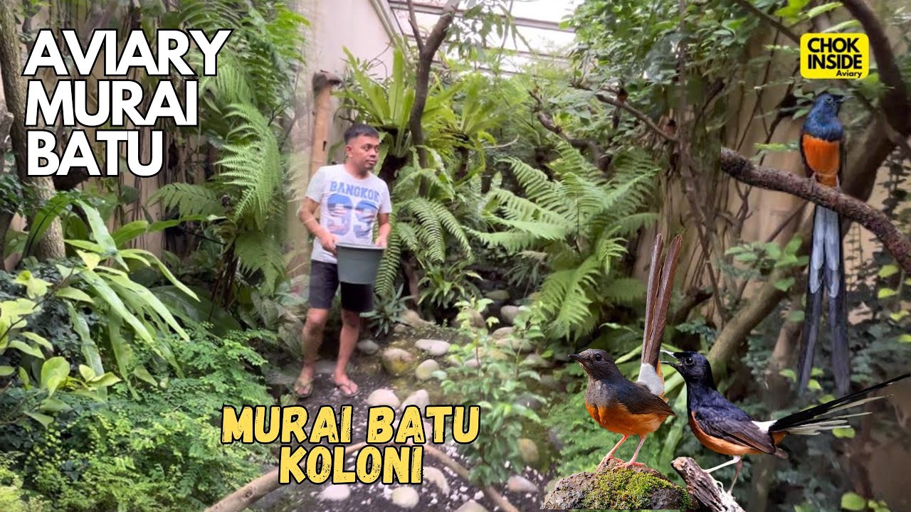 AVIARY MURAI BATU | Episode 70