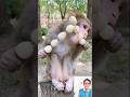 Monyet lucu makan sate telur #cute #funny #monkey