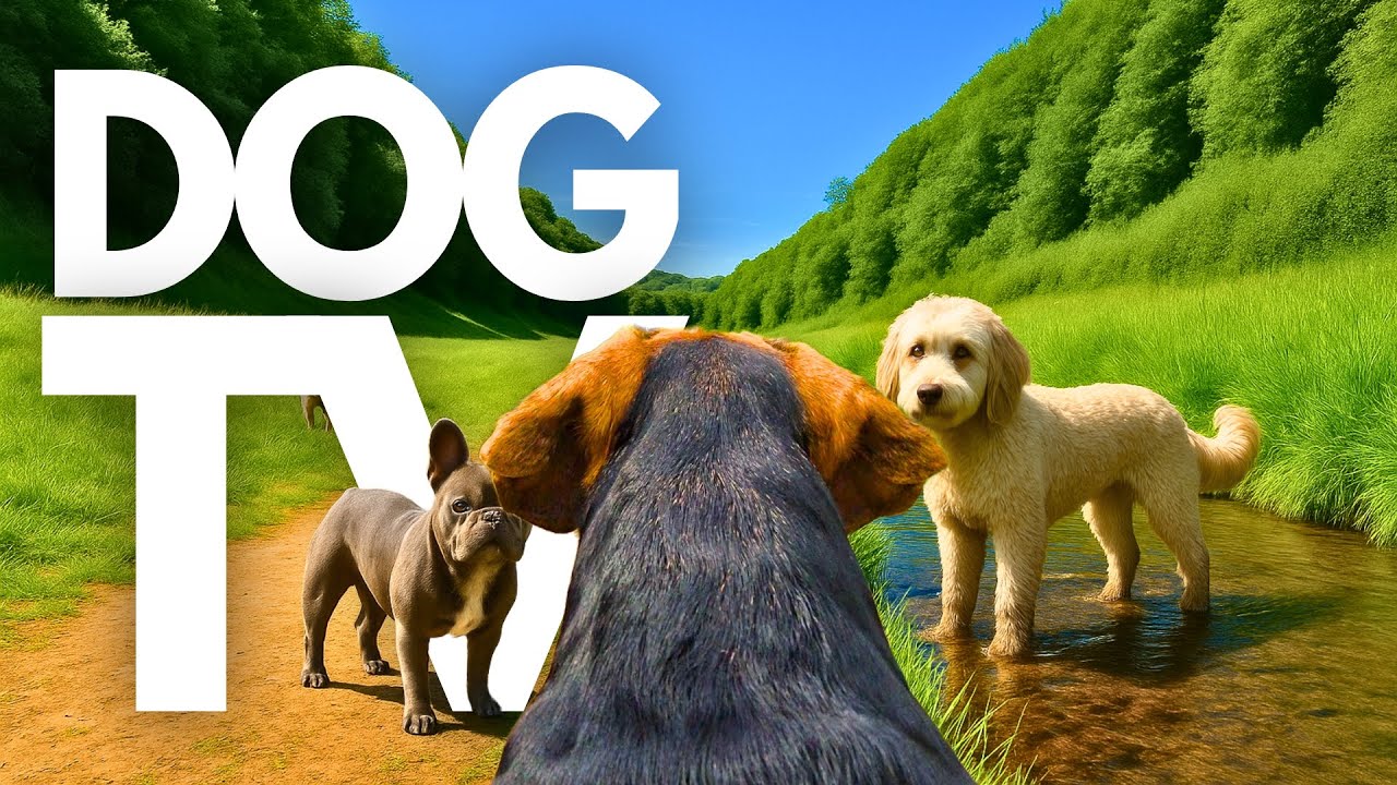 TheDogCam | 10hrs of Calming Virtual Dog Walks Through Scenic Valleys 🐾🌳 GoPro DogTV